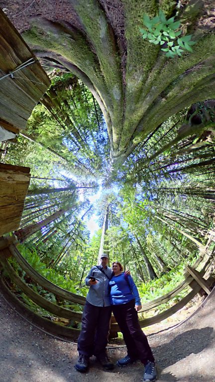 A 360 degree picture of the tall trees.Anyway, after all of this messing about in the woods, it was time to head for Tofino.