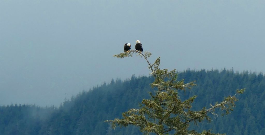 However, these are definitely bald eagles. The last time we were here there were loads of them around, but these were pretty much the only ones we saw on this day, and, as you can see, that was from a pretty long way off.