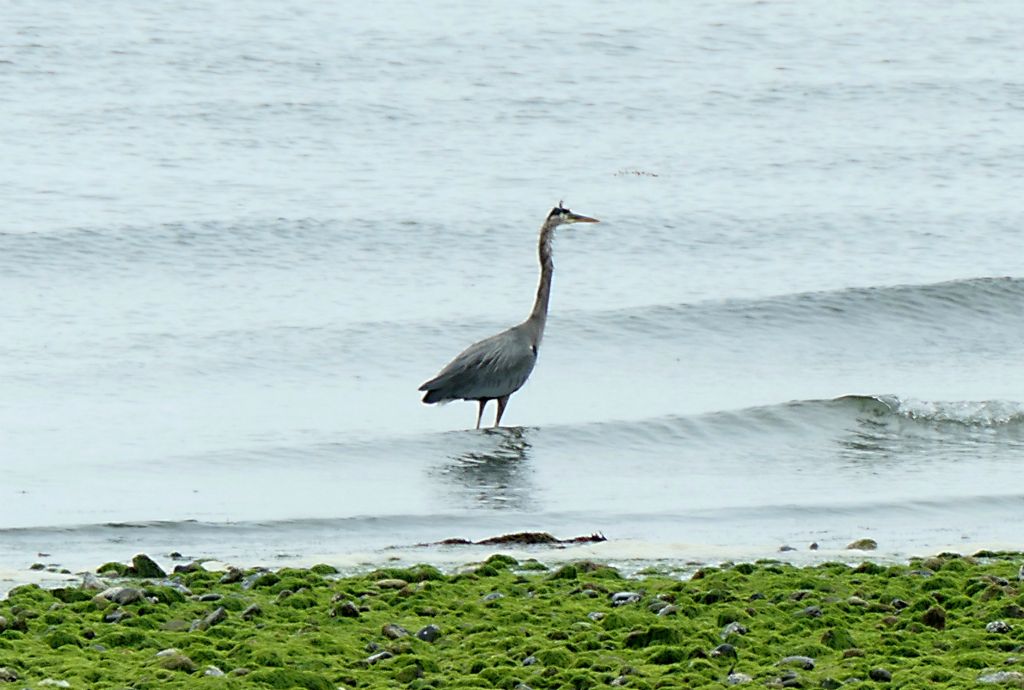 Still, there were a few herons about, so I took a few photos in the rain and jumped back in the car.