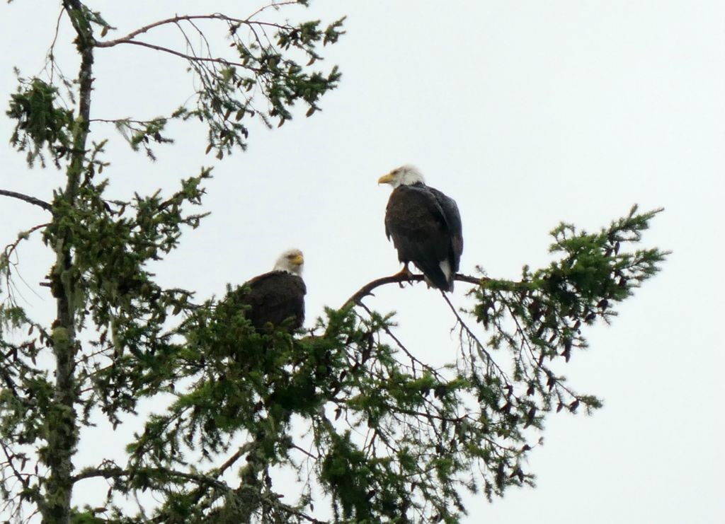 These Bald Eagles were sitting in the trees just behind our room and making quite a racket.