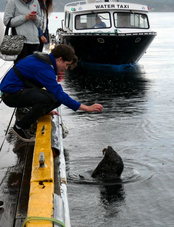 So we caught the river taxi across to the Painter's Lodge. Here's the river taxi man playing with one of the seals/sea lions (I can't tell the difference when they're in the water) that hang around the dock area.
