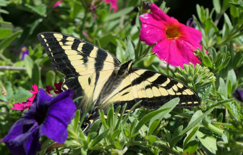 However, they had some fabulous barrels full of flowers outside that had attracted this enormous (by UK standards) Easter Tiger Swallowtail butterfly.