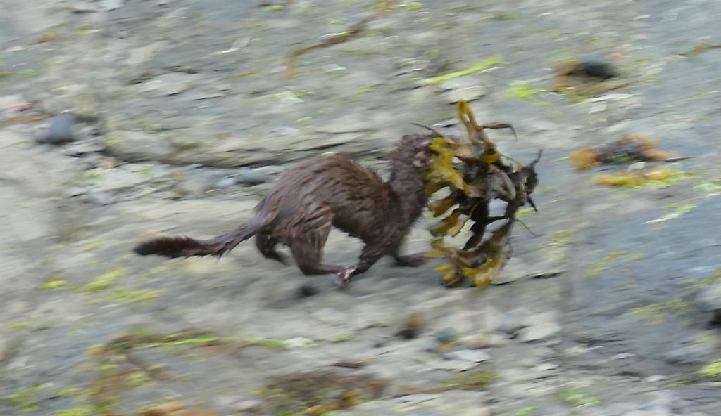 Whilst looking for somewhere to have dinner I spotted what I think is a mink diving into the harbour. It was too quick for me and I didn't manage to get my camera out in time. However, I did have my camera in my hand when it reappeared thirty seconds later with a massive crab covered in seaweed in its mouth! I just managed to get this photo before it disappeared from sight.Anyway, we found our way to the Sporty Bar where I ordered way too much food, including a literal bucket of the best chowder I had during our entire trip.