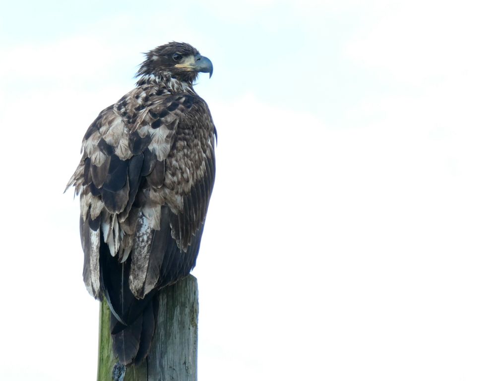 ...to find this juvenile Bald Eagle sitting on a post in the hotel's car park. They are really massive from close up. This one didn't seem at all bothered by the occasional person walking by. Anyway, time for bed.Beers sampled today:Vancouver Island Brewing Dominion Dark Lager