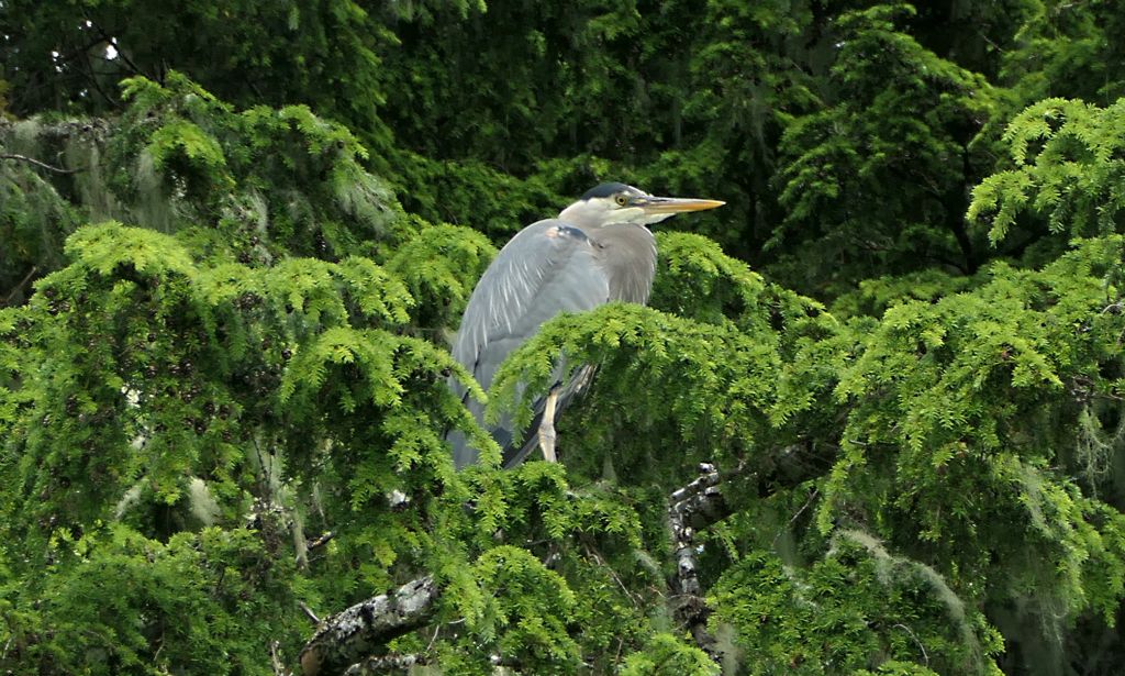 This heron was fishing on the beach when we arrived, but quickly relocated to the trees. Then a couple of eagles turned up and it decided to clear off altogether. Probably a wise move.