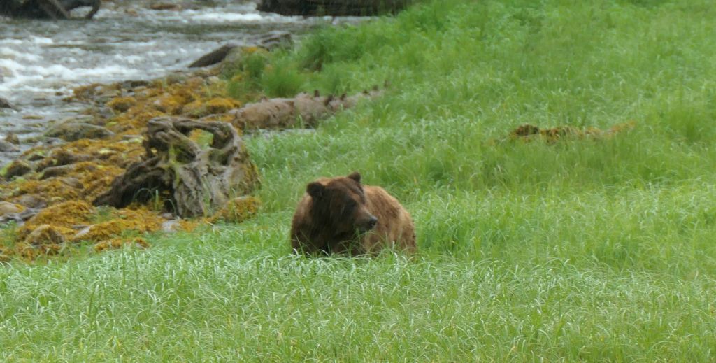 On the way out of the sanctuary we saw this bear, which was at least near the shore. However, it was pouring with rain by this time so I only got a couple of photos before retreating under cover to protect my camera.So £200 each for a seven hour bear watching trip to see one bear from a mile away and another one in the pouring rain. Maybe I'm being overly critical, but that doesn't seem tremendously good VFM to me.