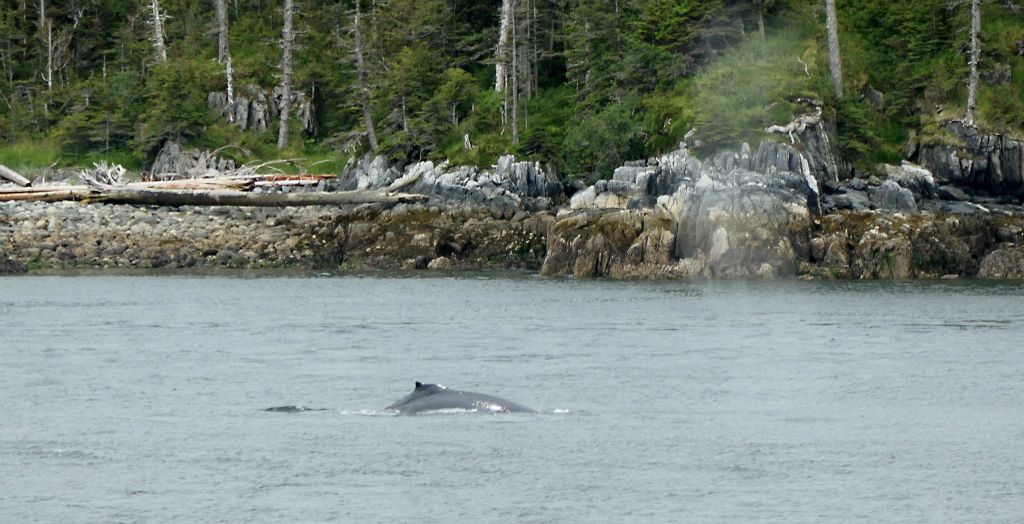 On the plus side we did get quite a good look at a couple of humpback whales on the way back to Prince Rupert.Here's one getting ready to dive.