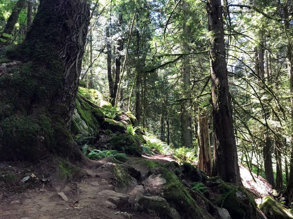 Also very close to the hotel was the Sandy Cove Trail. The local guide listed it as "moderate" and the Vancouver Trails website listed it as "easy". I would describe the first 300 metres of it as "a bit bonkers" as it zig zags up the hillside in a distinctly not easy fashion.