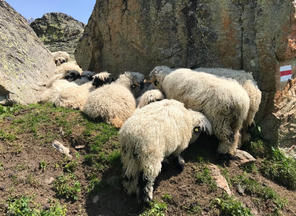 There were about thirty sheep huddled around this massive rock, which seemed a bit weird as it wasn't particularly hot/cold/windy/etc. They just all fancied being in the same place at the same time.