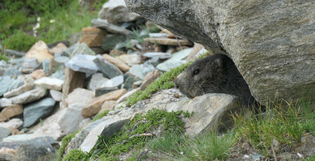 On the way back to Rotenboden we saw this marmot peeking out of its burrow.