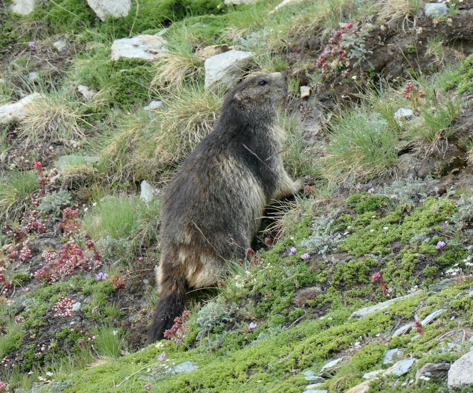 We stood quietly for a bit and it came out for a look around. This was the first marmot we'd seen all week that was close enough to get a photo of.