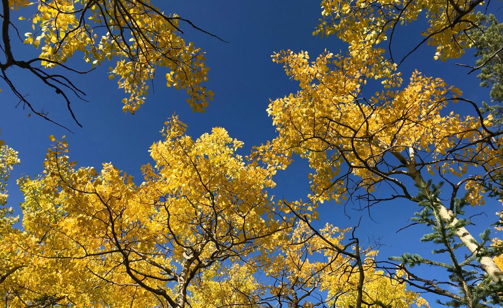 The yellow autumn leaves looked super against the blue sky.