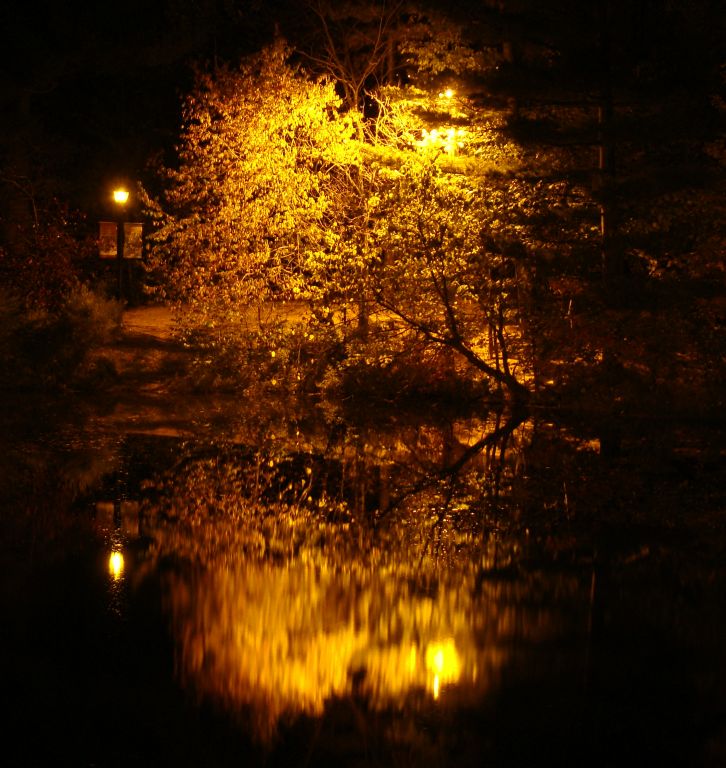 A view of a tree reflected in Mirror Lake.