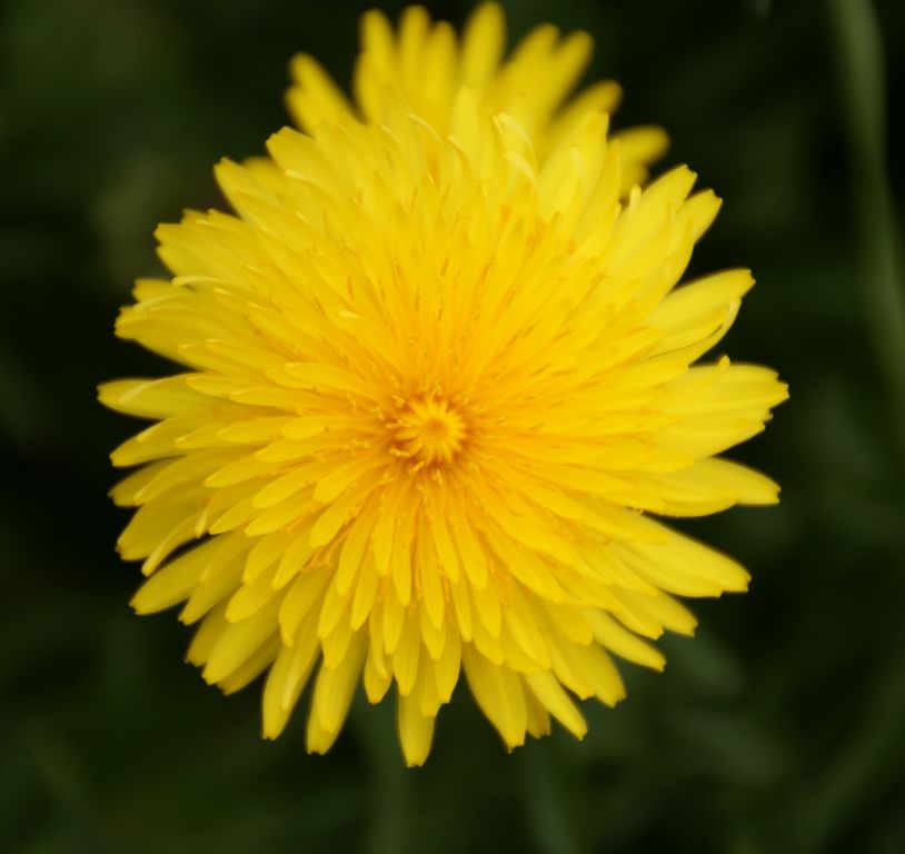 Took a nice picture of a dandelion on the way back to the hotel. Dandelions seem to be widely appreciated as alpine flowers here. It's interesting that we generally thing of them as weeds, given how colourful they are.