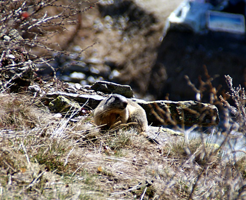 There were quite a few marmots about.