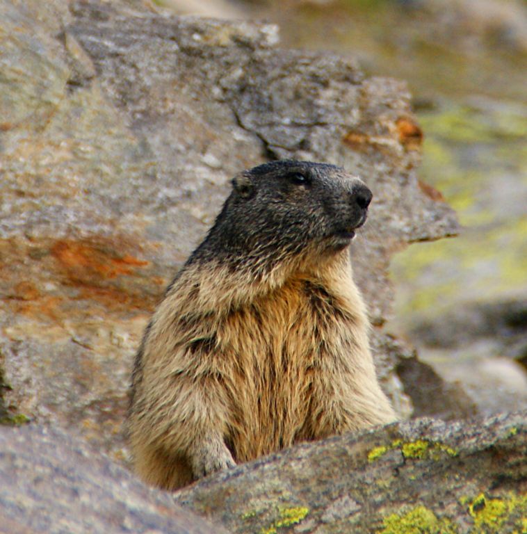 There were a few marmots about and I managed to creep close enough to this one to get a reasonably good shot (certainly much better than any previous marmot-based photo I've managed).The walk was otherwise uneventful and I met Judith in the restaurant. My legs were still feeling pretty sore, but it was still only early afternoon and I didn't feel like hanging up my boots for the day just yet. So I decided to do another "classic" walk along this side of the valley to the cablecar station at La Flegere, which was a gentle, net 100m (328 feet) descent.