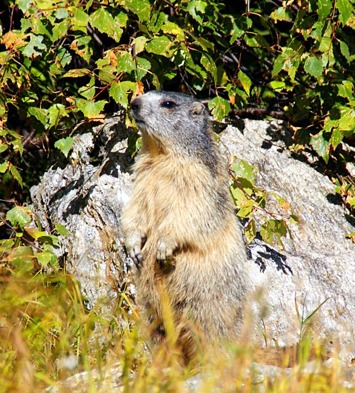 I managed to sneak up on another marmot.