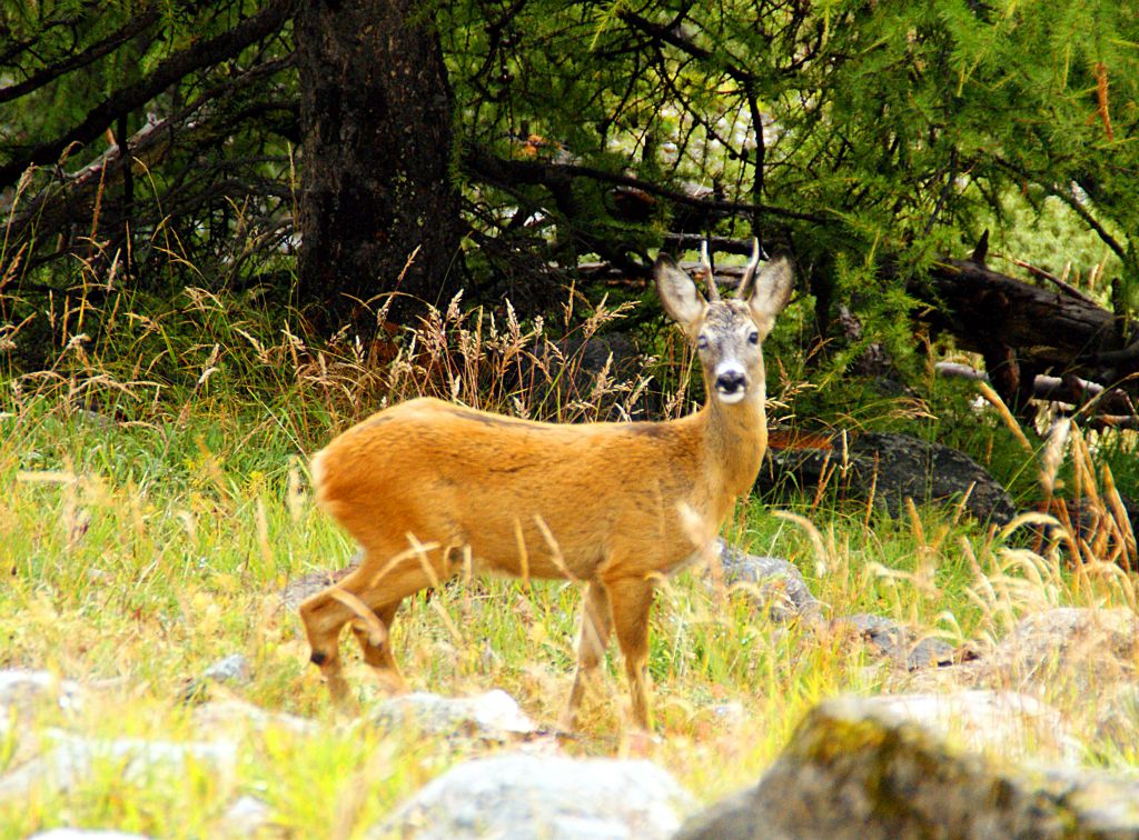 A short distance from town I stumbled upon this deer walking near the trail. It didn't hang around for long, so I only got chance for this shot, which appears to have focussed on the trees in the background, leaving the deer a bit blurry. Doh!