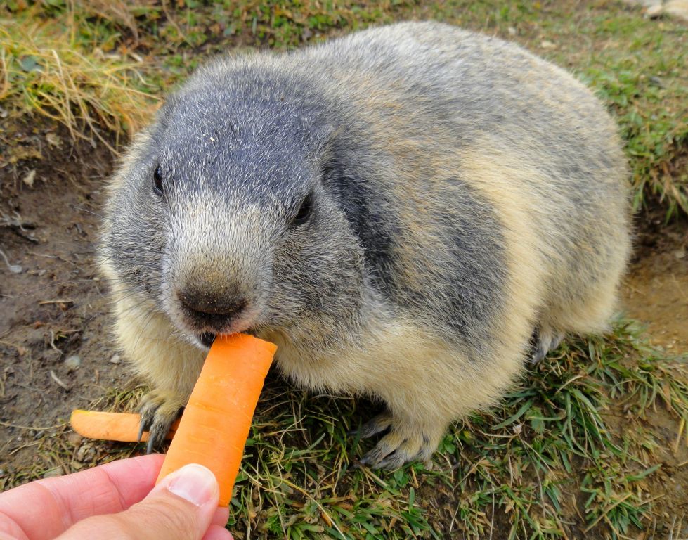They've got really big teeth, so I was very keen not to let my fingers get too close to the being-eaten end of the carrot.