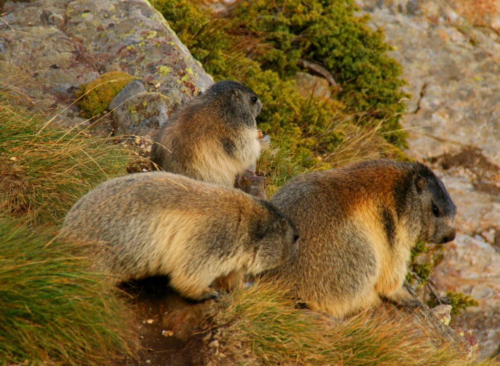 And there were more marmots. Judith couldn't help but buy another bag of carrots and monkey nuts to feed them with.