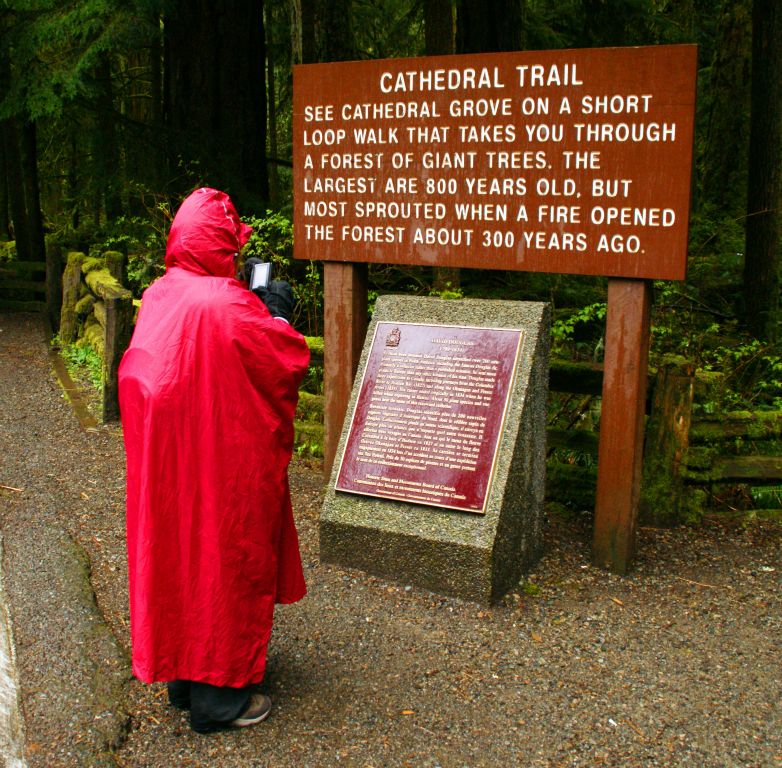 On the drive from Nanaimo to Tofino, we stopped for a break at Cathedral Grove, which offered a short walk through one of the rainforests that used to competely cover Vancouver Island. There was a sign warning us to leave the forest immediately if the wind picks up. Apparently big branches regularly fall from the trees and the trees themselves are somewhat prone to blowing over due to their shallow roots (there are so many nutrients available on teh surface that they apparently don't need a broad, deep root system). Fortunately there was hardly a breath of wind.