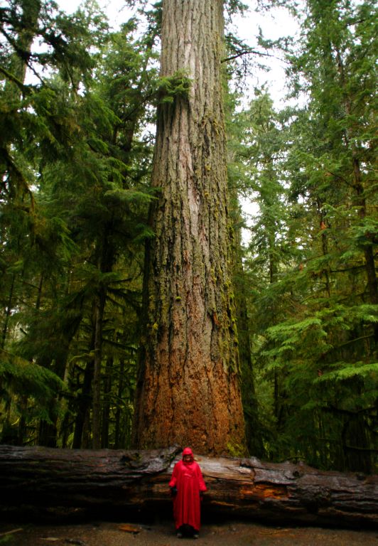 This is Judith standing in front of the biggest tree in Cathedral Grove - an 800-year-old, 250 foot tall Douglas-fir called The Big Tree.