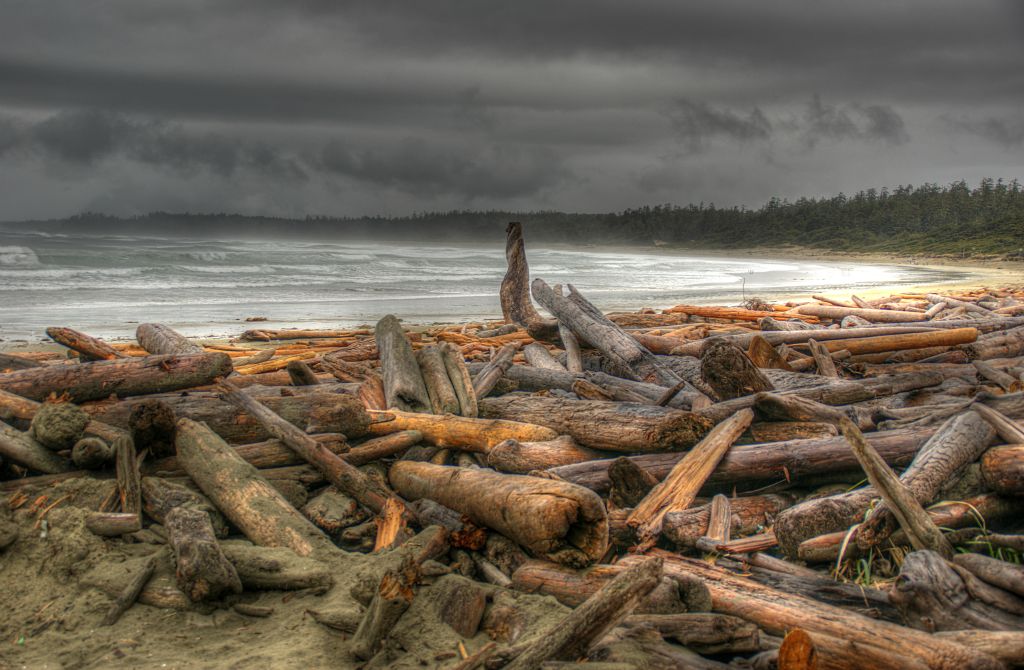 This was the view of the beach from the WIC. The logs have been washed up on the shore by the tide.