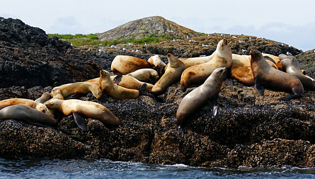 Out of the water, identification is a bit easier. These are sea lions (I think).
