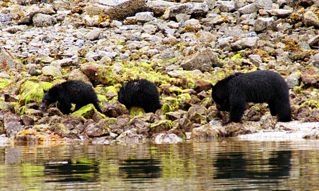 In the next bay we saw this bear with a couple of cubs.