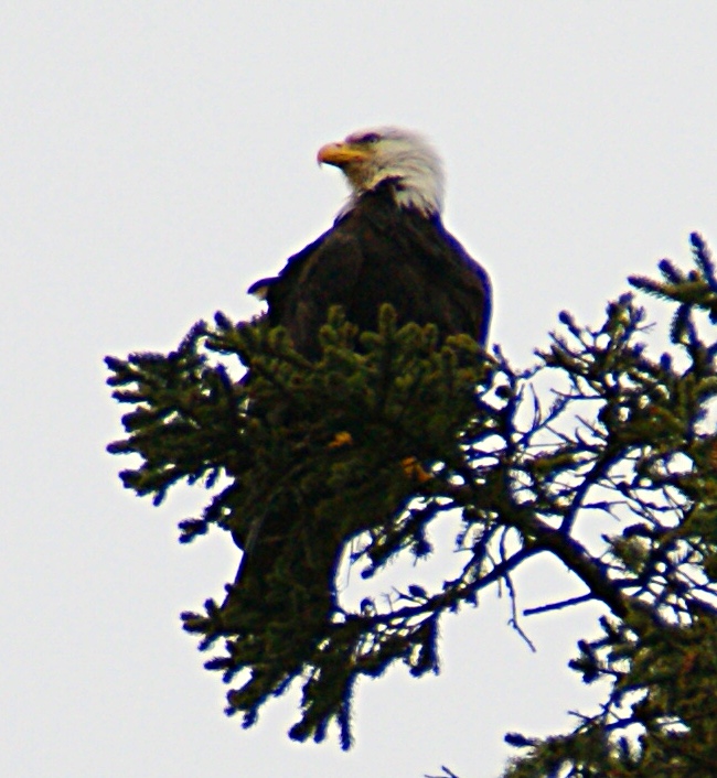 While I was photographing the mussels, this Bald Eagle landed on a tree right outside the hotel’s restaurant. It was about now I was really wishing I’d bought that 500mm reflex lens. Not that I’d have taken itwith me onto the beach to photograph the view.