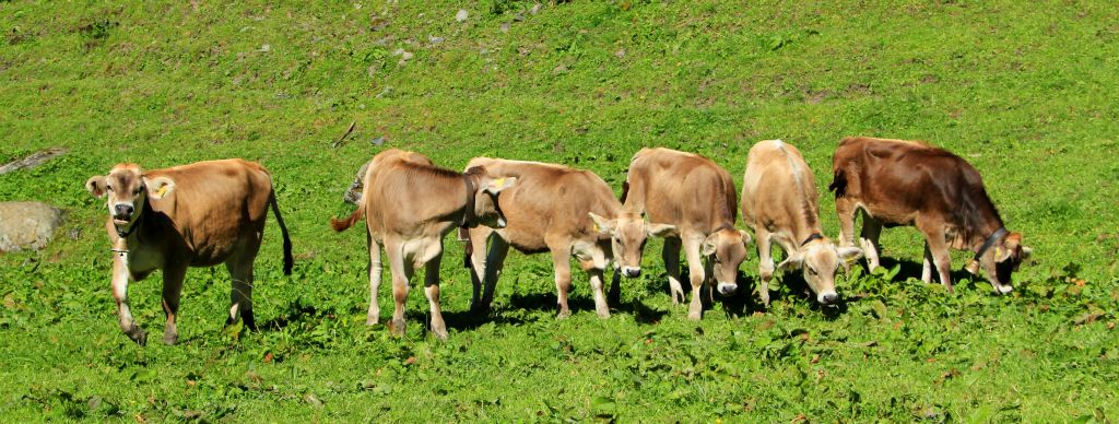 Anyway, having had some fun with the effects on my camera, I got the cablecar down (I couldn't face the prospect of walking all the way down after getting cooked in the sunshine for the last few hours) and walked back to town. On the way I passed these six baby cows all standing neatly in a row.