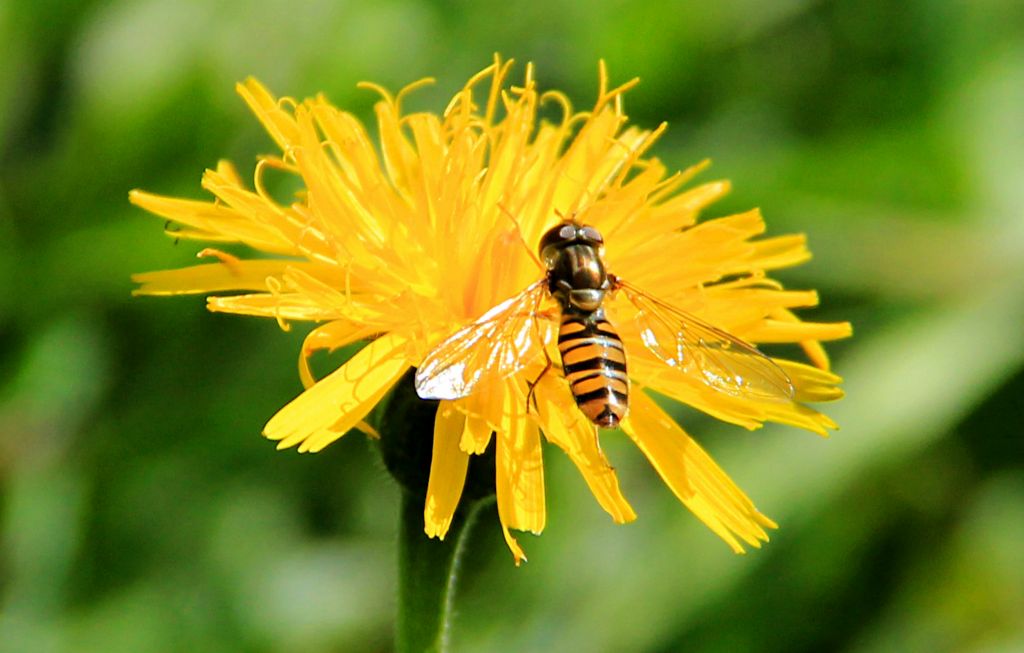 My 18-200mm lens demonstrates it's flexibility by snapping this pleasingly sharp shot of an insect on a dandelion from a distance of around four feet.