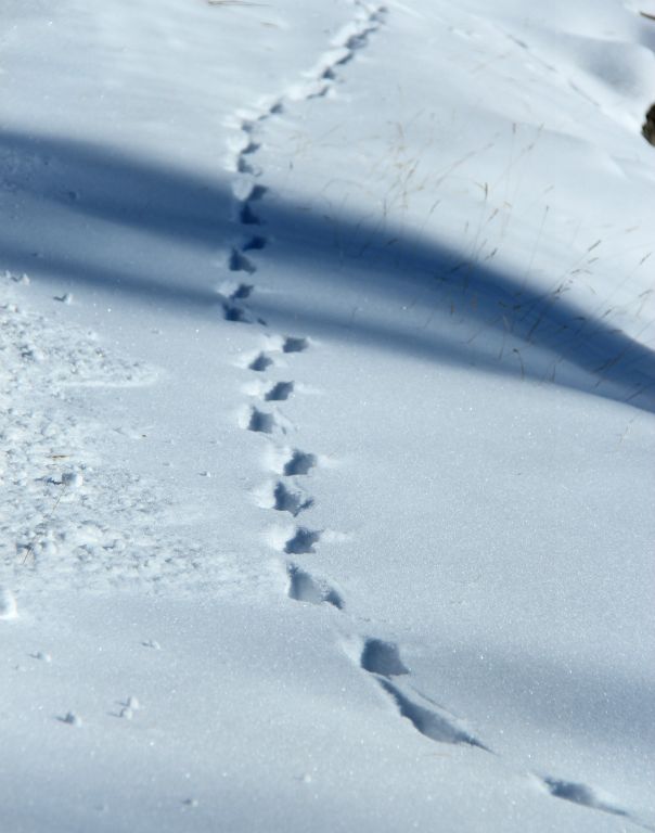 While I was taking a photo of the lake with my new ultra-wide lens, a fox walked almost right past the car. This is a photo of its tracks that I took once I'd got my zoom lens back on. Doh!