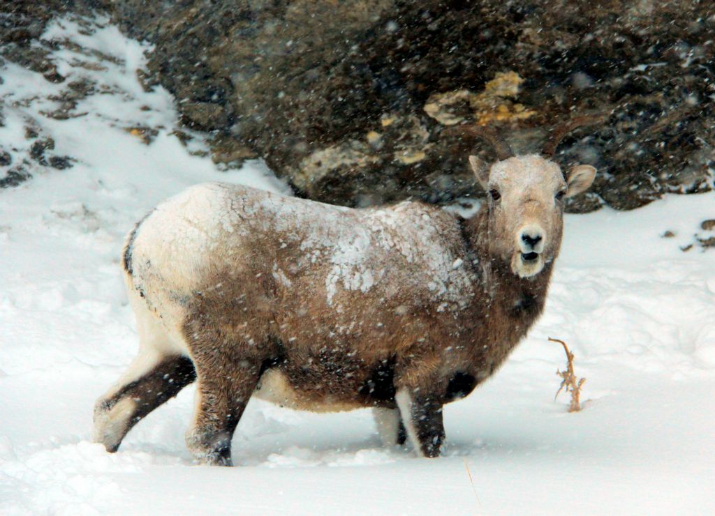 This Bighorn sheep didn't look too worried about the conditions.