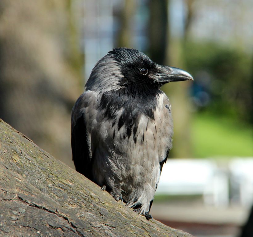 In Stavanger, a relaxed looking crow posing for photos.