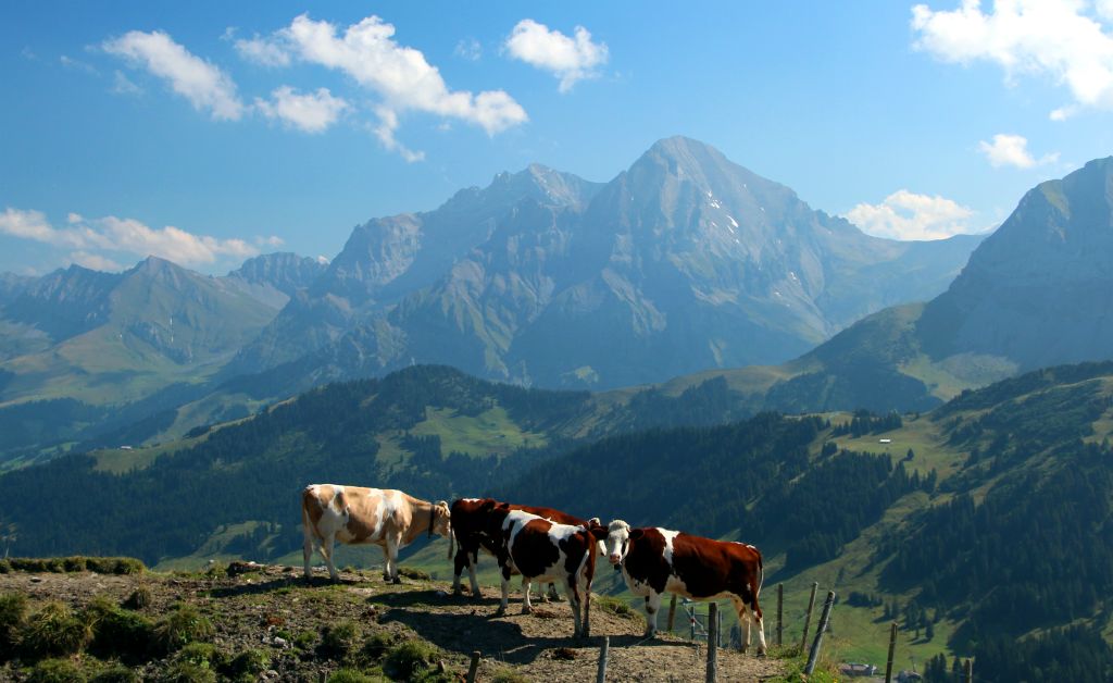 I passed these cows along the way, which provided some foreground interest in what would have otherwise been a relatively flat and plain panorama.