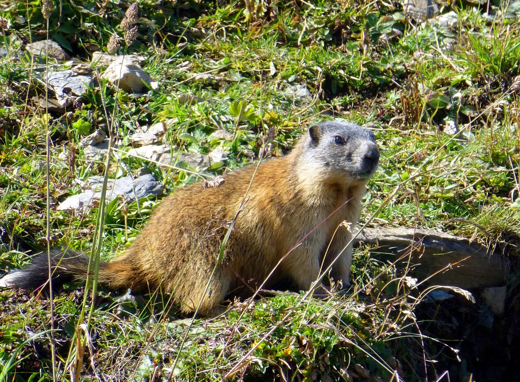 Along the way we see quite a few marmots, but this was the only one we got close enough to photograph.