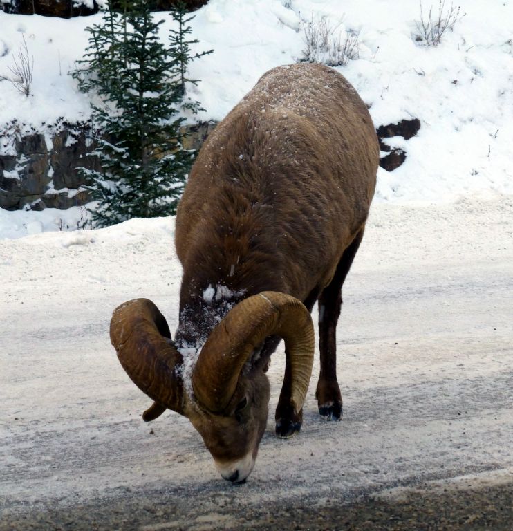 Highway 68 took us to highway 40 in Kananaskis country, where the almost obligatory bighorn sheep was dutifully licking salt off the road. I don’t think I’ve ever driven through here and not seen at least one bighorn sheep doing this.