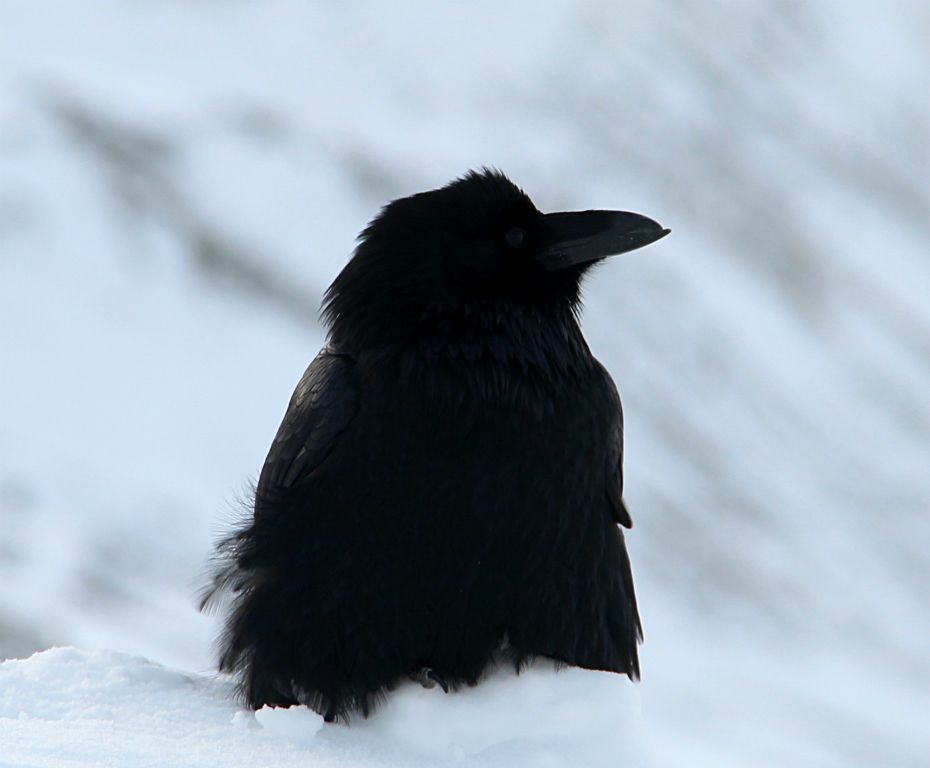 This massive crow was hanging about in the car park at the Athabasca Glacier. I have no idea how it survives here because there doesn’t appear to be anything here apart from snow, ice and rocks. Maybe passing tourists feed it, despite the signs saying it is illegal to feed the wildlife.Incidentally, it’s quite tricky photographing a very black crow against a snowy white background.