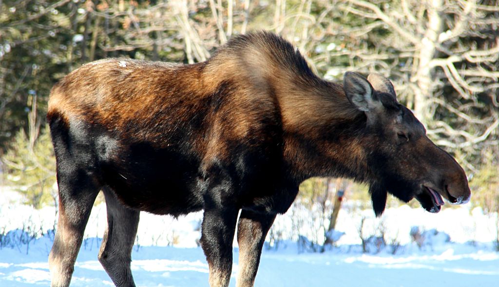 Along the way, we came across this moose eating salt off the road. It was accompanied by a baby moose, but that stayed well back in the trees, so I wasn’t able to get a photo of it.After a few minutes a snow plough came along and scared the moose back into the trees.