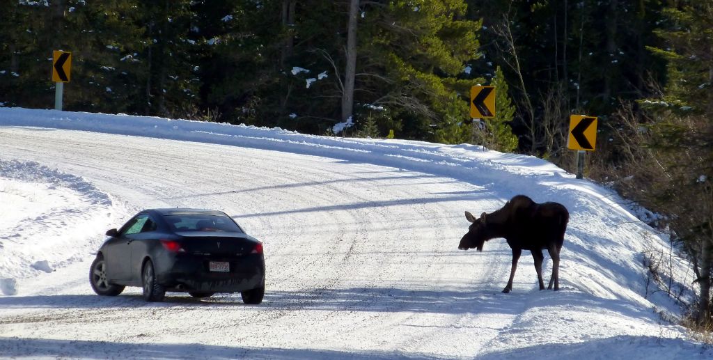 After a few minutes the moose reappeared from the trees a hundred yards or so behind us, causing this fellow in his VW EOS to take evasive manouvers. This would be why they recommend so strongly that people don’t exceed the posted speed limits. “Speeding Kills Wildlife!”, as the signs say.
