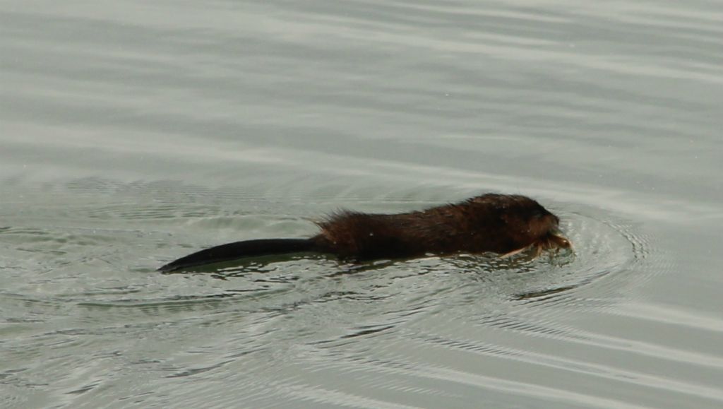 Sadly, no. We saw this swimming in the lake as we were driving by and immediately thought “beaver!”. But closer inspection (and some video surveillance) indicated that it definitely doesn’t have the distinctive, flat beaver tail. As best I can tell, it’s probably a Round-tailed Muskrat.