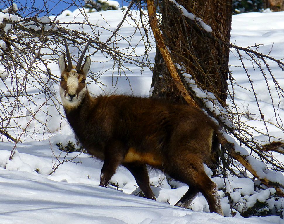 Shortly after I'd taken the right trail at the fork, I saw this goat. There were a couple of others with it, but they remained fairly well hidden in the trees and offered no photo opportunities.