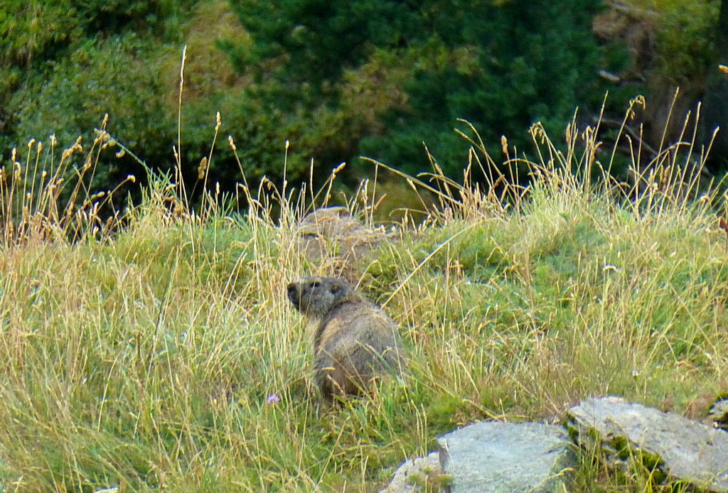 My first marmot of the week. Yay!
