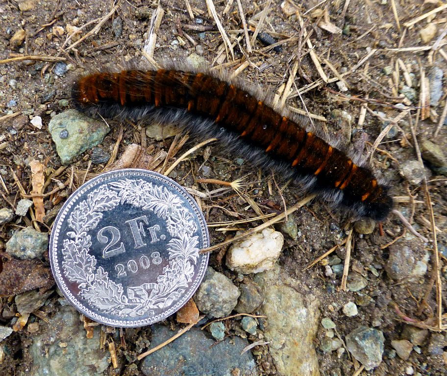 I came across this enormous caterpillar walking on the trail. For reference, this 2Fr coin is a little bigger than a 2p. Presumably whatever it turns into would have to be similarly enormous. However, I didn’t see any bird-sized butterflies or moths during our stay.