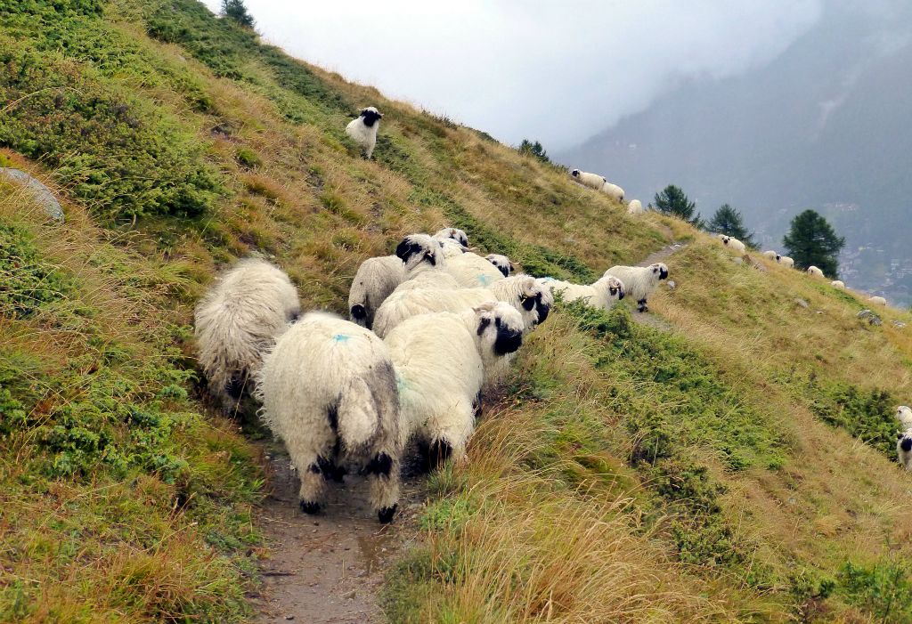 As the journey back to Zermatt was basically just retracing my outbound steps, there didn’t seem to be much point in subjecting my camera to the elements just for the sake of it. However, I thought it was worth making an exception for these sheep that for some reason had all decided to stand on the trail.My shooing efforts seemed to attract as many extra sheep onto the trail as I was displacing off it and it took me a few minutes to get through them.