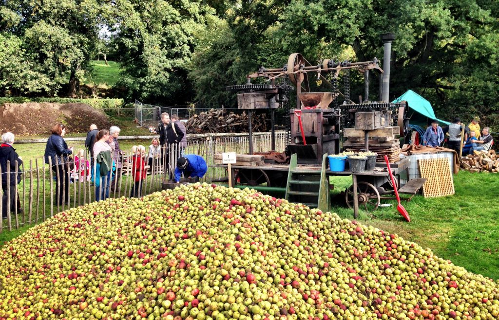 Now that is a lot of apples. And they all need pressing.
