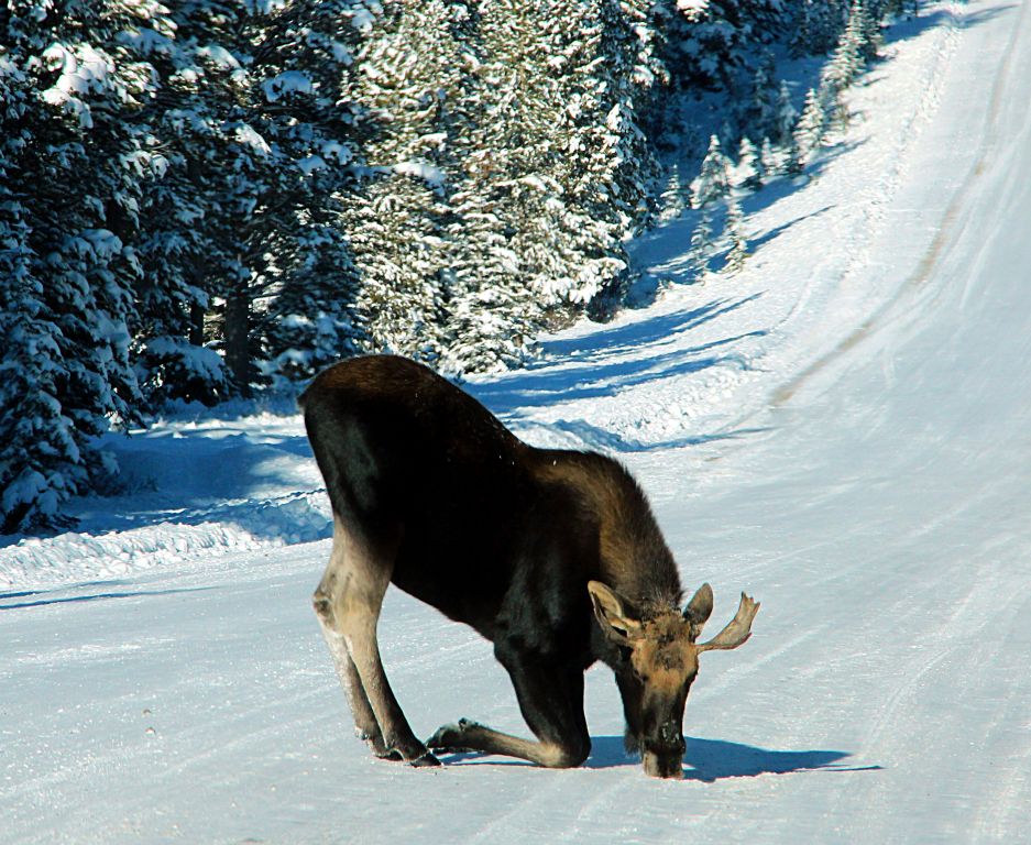 This moose seemed to find it easier to eat the salt off the road if it knelt down. I'd never seen one do that before.