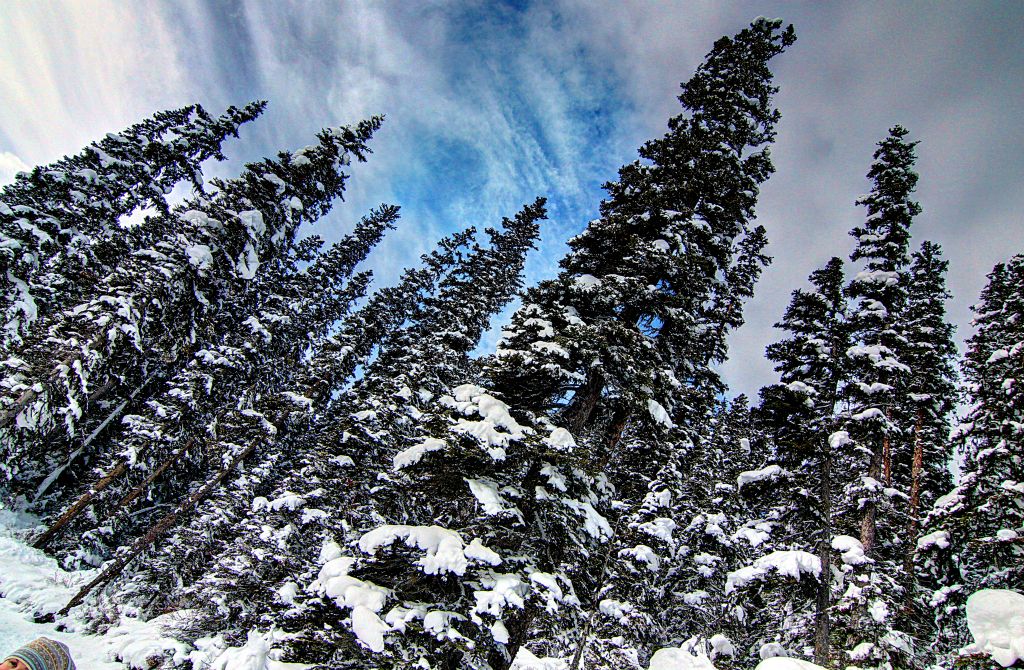 Snow covered trees by Lake Louise. Very wintery.
