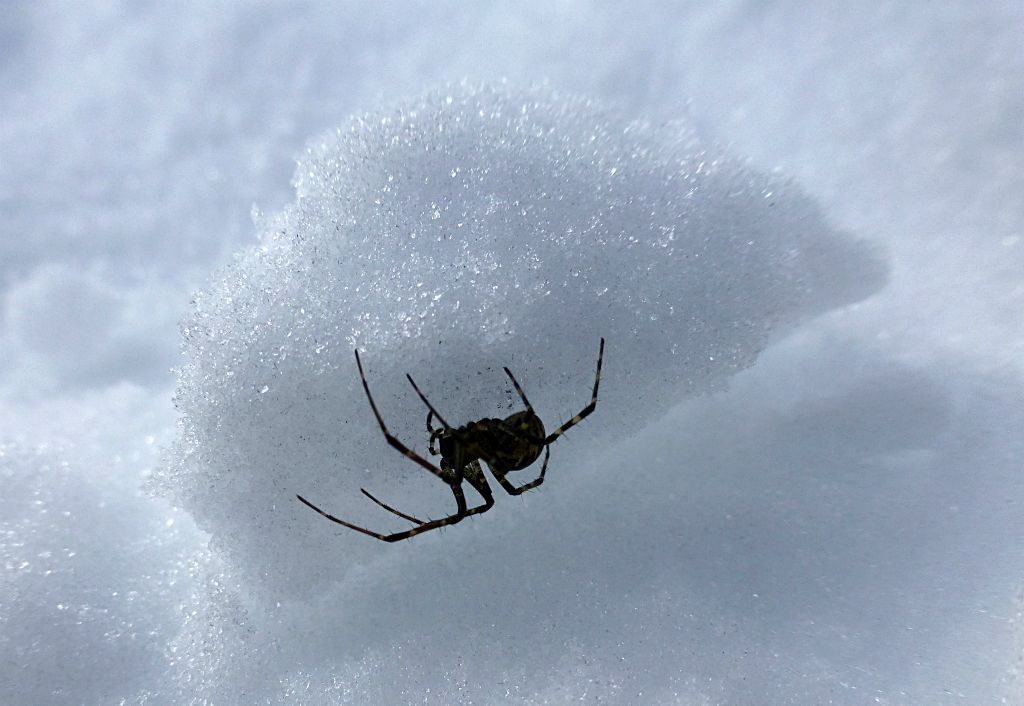 We saw a few of these spiders walking about on the snow. They didn't seem at all bothered that it was -7C out. I can't imagine what they eat.